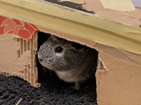 2021-05-11-2 Harriet.jpg